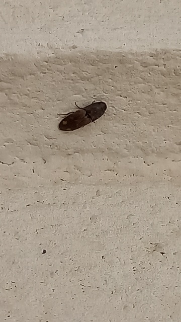 Drasterius bimaculatus - változékony pattanó