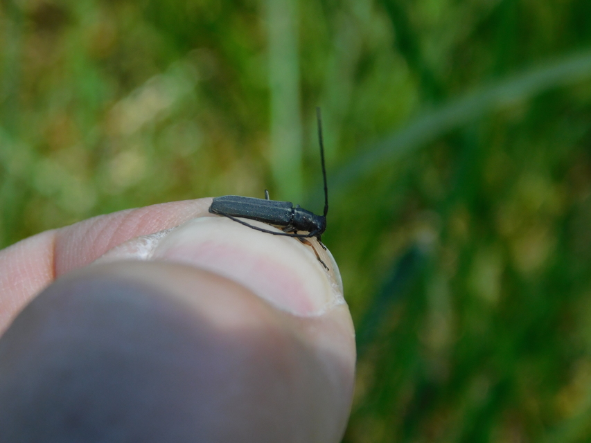 Phytoecia cylindrica - medvelapucincér