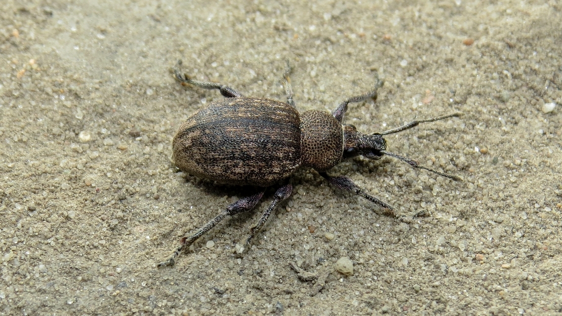 Otiorhynchus ligustici - vincellér-gyalogormányos