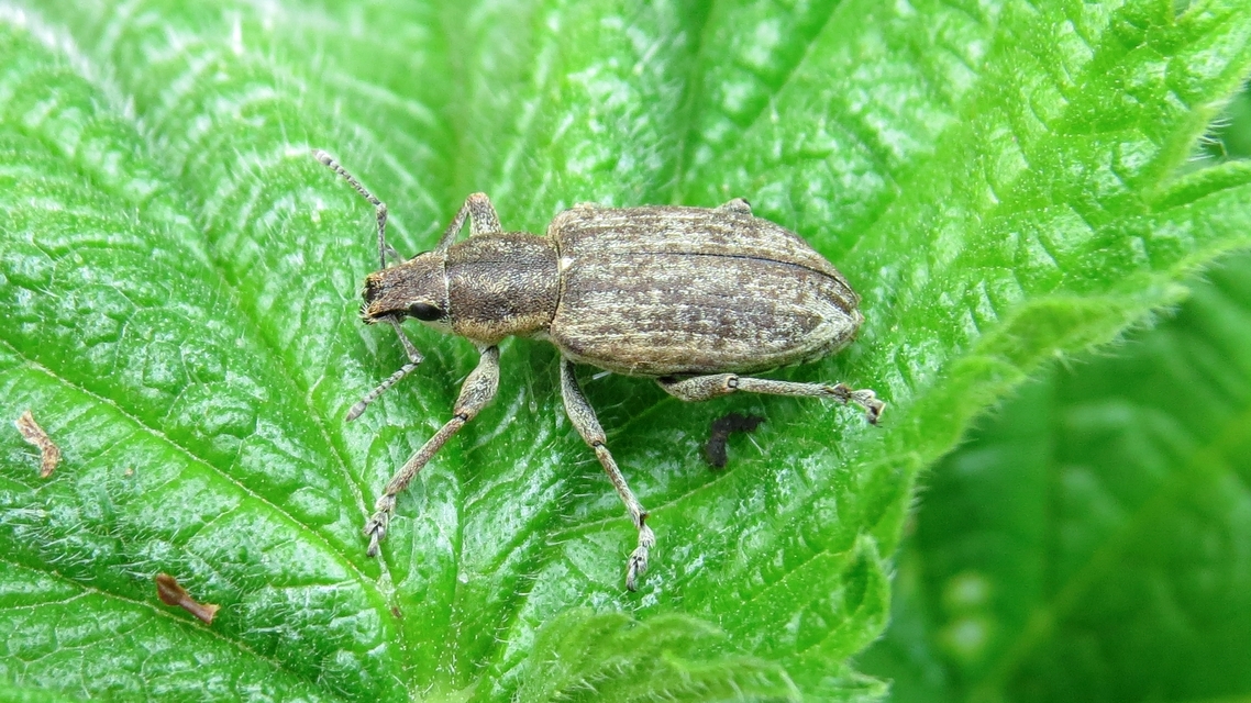 Tanymecus palliatus - közönséges hegyesfarúbarkó
