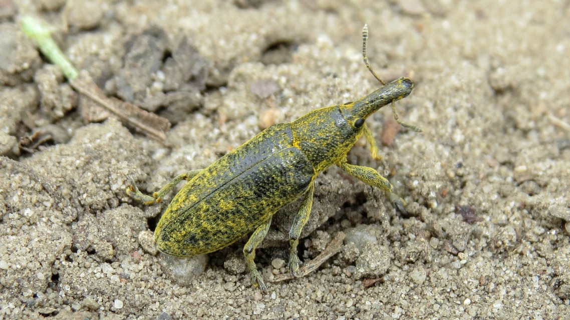 Lixus pulverulentus - mályvafúró dudvabarkó