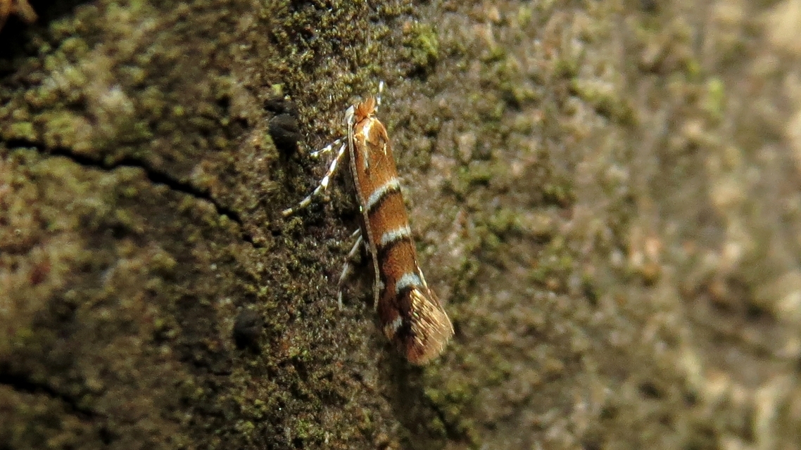 Cameraria ohridella - vadgesztenye-sátorosmoly