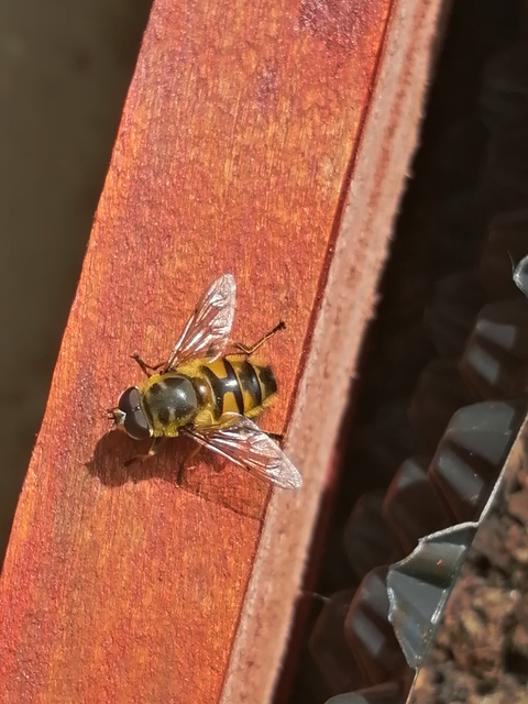 Myathropa florea - halálfejes odúlégy