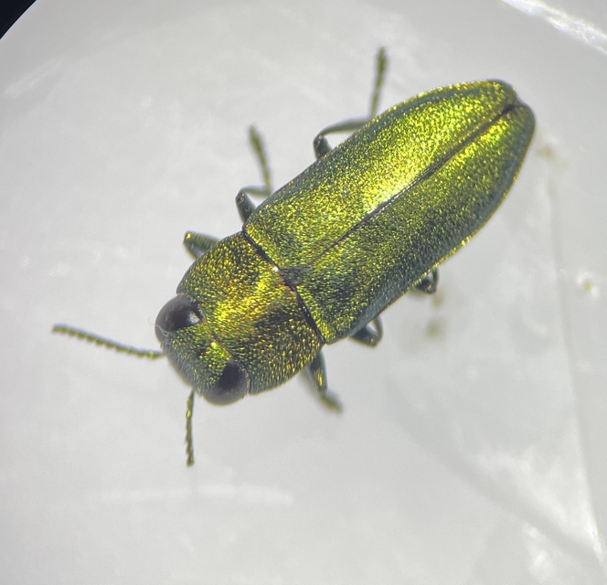 Anthaxia nitidula - ragyogó virágdíszbogár