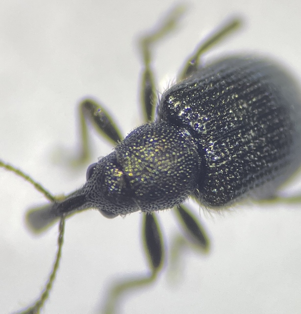 Neocoenorrhinus minutus - bronzos eszelény