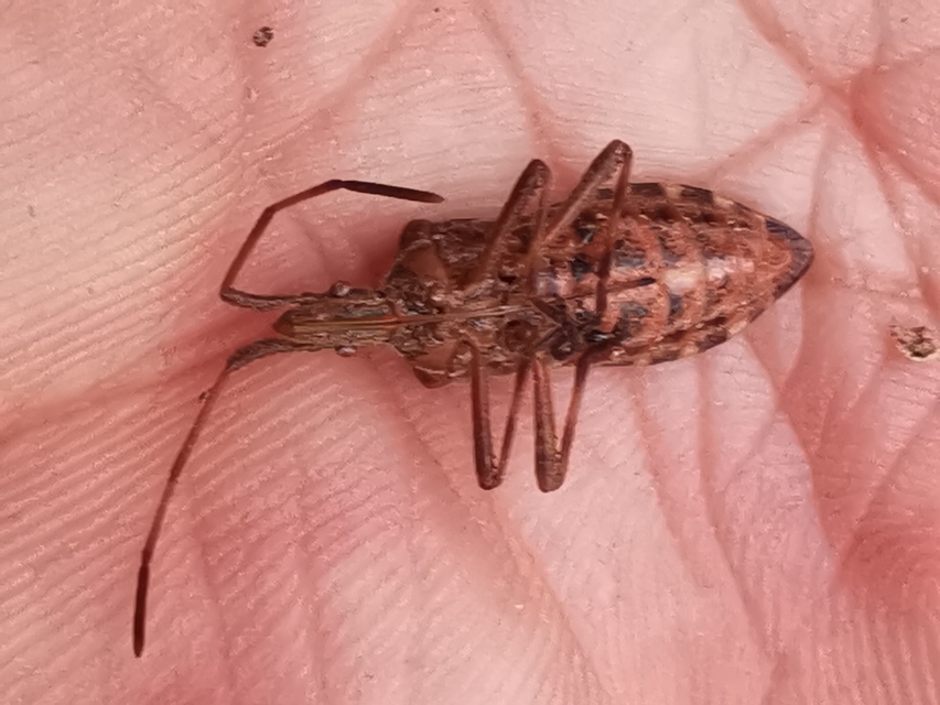 Leptoglossus occidentalis - nyugati levéllábú poloska Leptoglossus occidentalis - nyugati levéllábú poloska