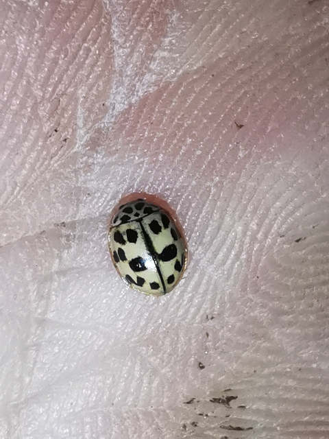 Oenopia conglobata - rózsás katica