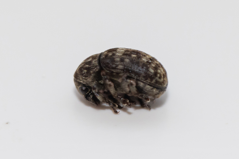Anthribus nebulosus - ködfoltos pajzstetvész-orrosbogár