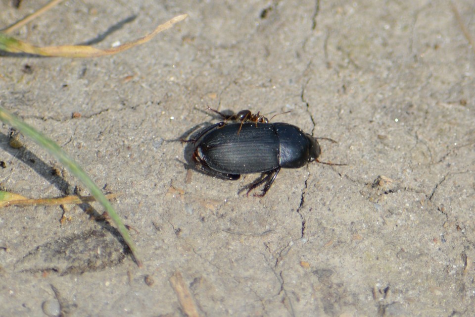 Harpalus caspius - keleti lomhafutó