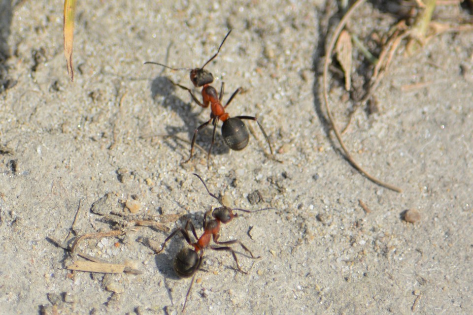 Formica pratensis - réti vöröshangya