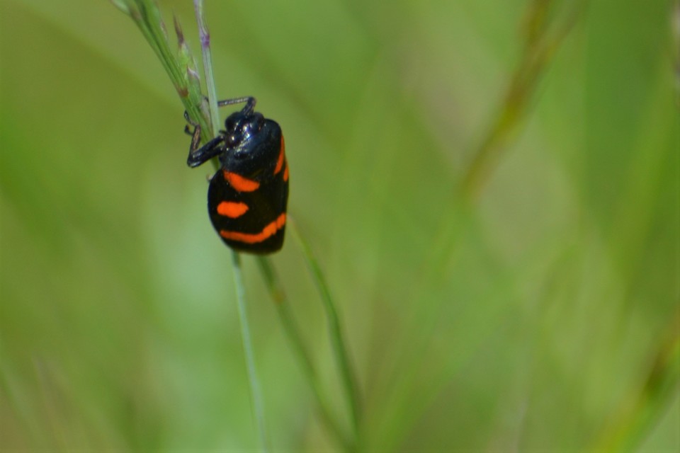 Cercopis arcuata/sanguinolenta