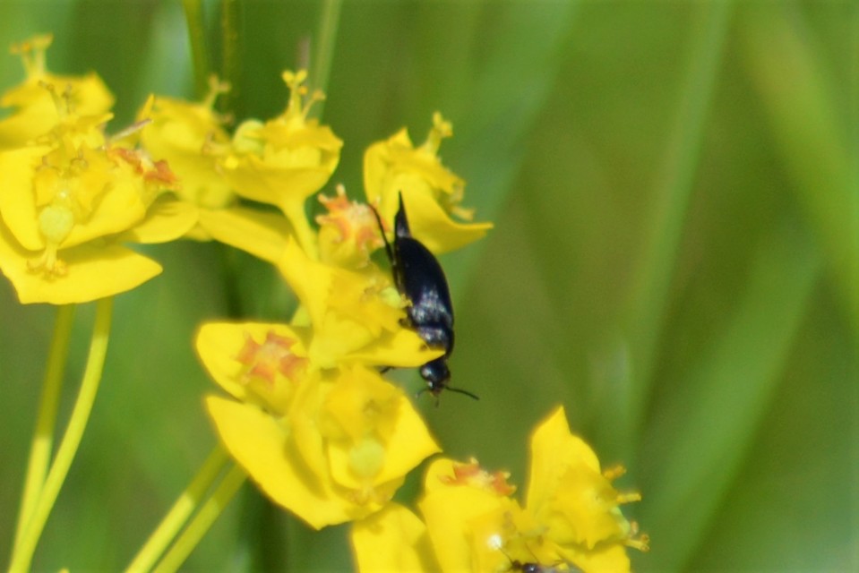 Mordellidae - marókafélék