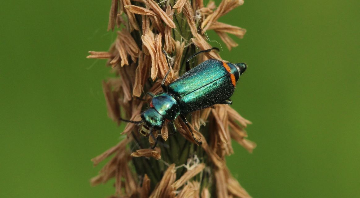 Malachius bipustulatus - kétfoltos bibircsesbogár