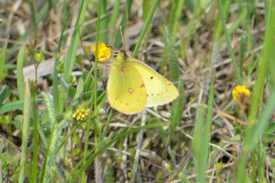 Colias erate - csángó-kéneslepke