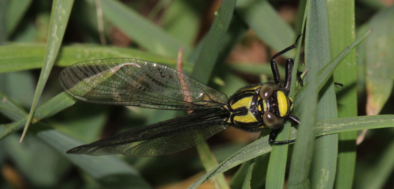 Gomphus vulgatissimus - feketelábú folyami-szitakötő