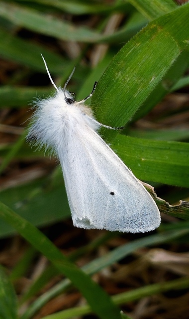 Diaphora mendica - felemás medvelepke