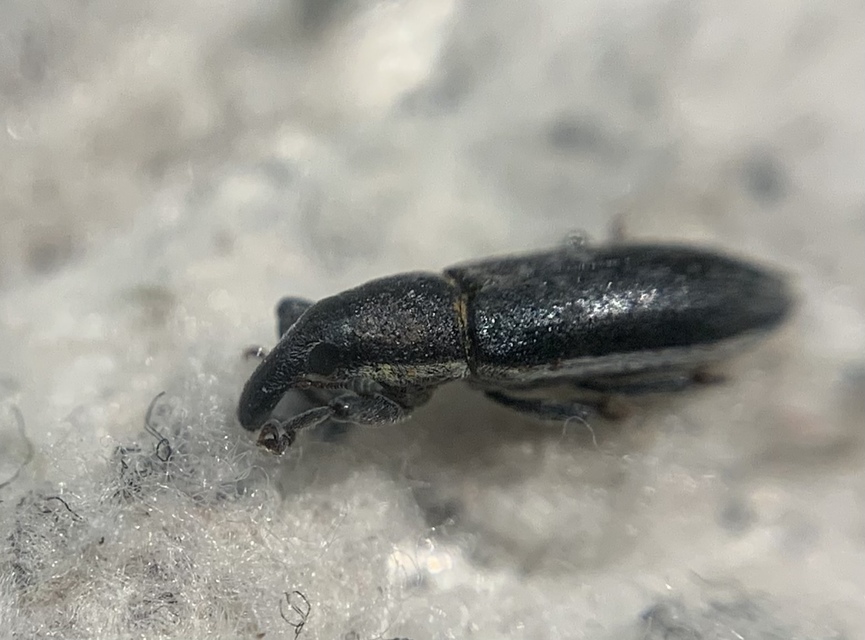 Lixus ochraceus - retek-dudvabarkó