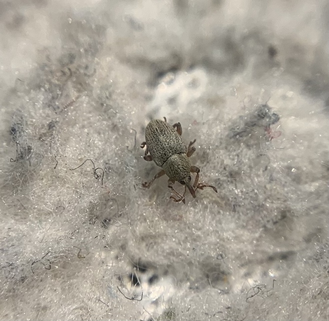 Tychius junceus - őszi tímárormányos
