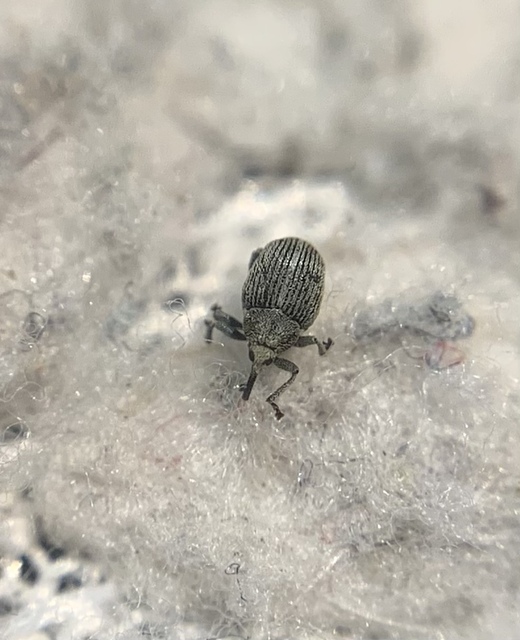 Ceutorhynchus pulvinatus - kis zsombor-ceutormányos