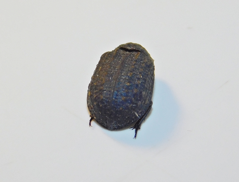 Trox sabulosus - közönséges irhabogár