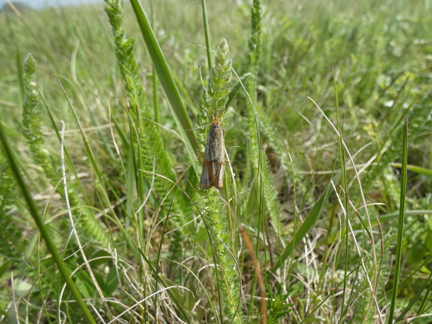 Thisanotia chrysonuchella - tavaszi fűgyökérmoly