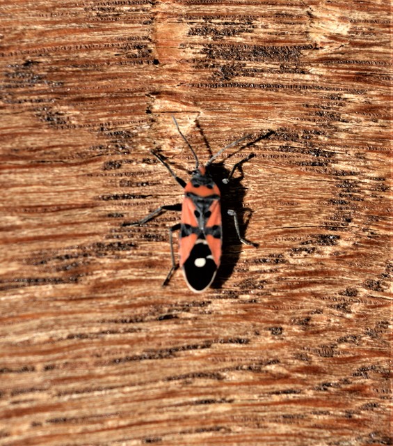 Lygaeus equestris/simulans