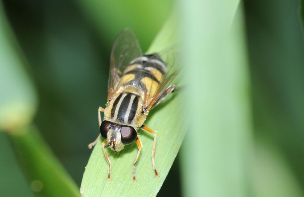 Helophilus trivittatus - nagy mocsárilégy