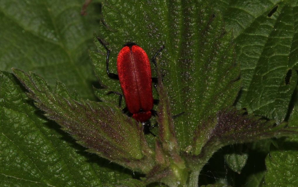 Pyrochroa coccinea - nagy bíborbogár
