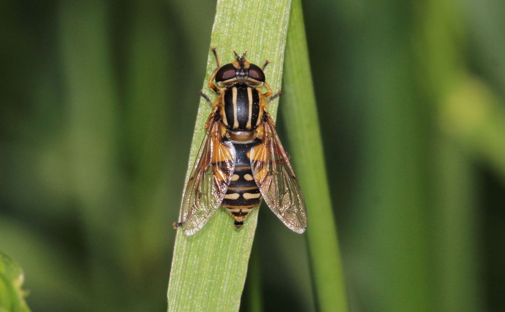 Helophilus pendulus - közönséges mocsárilégy