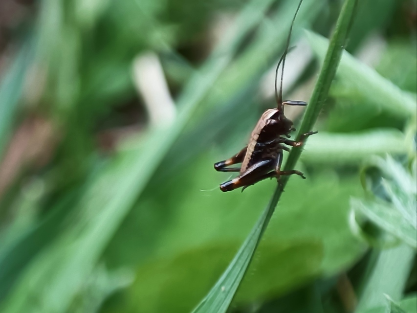 Pholidoptera griseoaptera - szürke avarszöcske