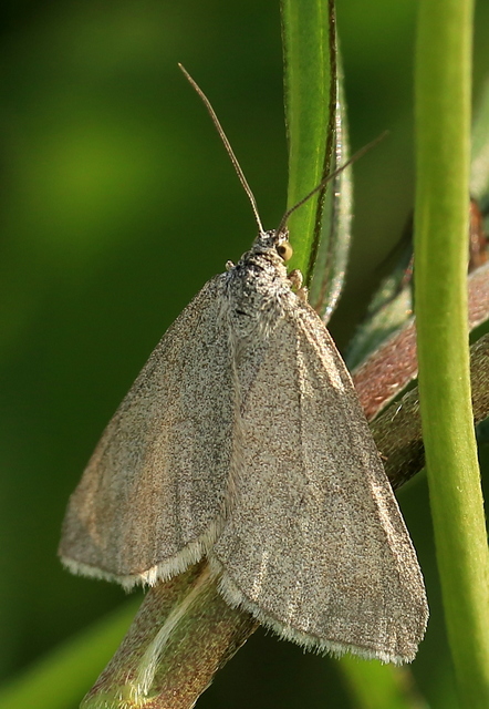 Lithostege griseata - szürke araszoló
