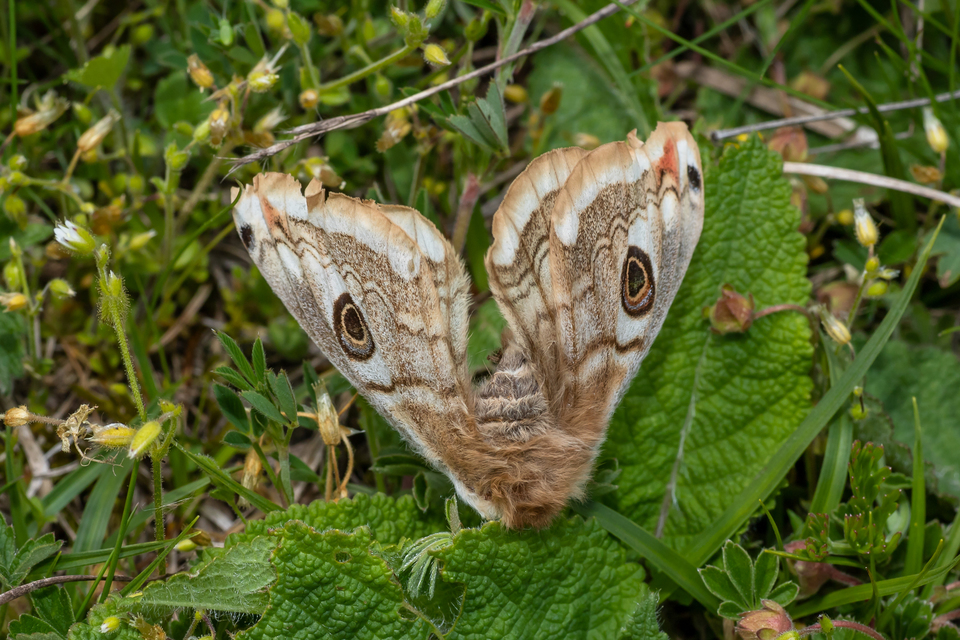 Saturnia pavoniella/pavonia