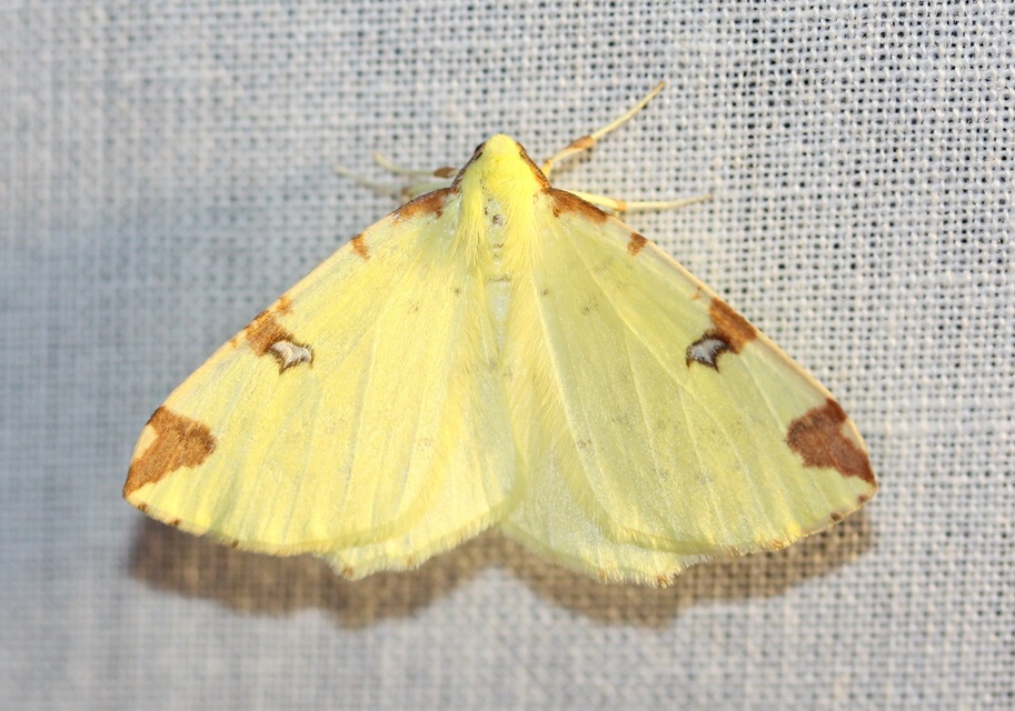 Opisthograptis luteolata - citromsárga araszoló