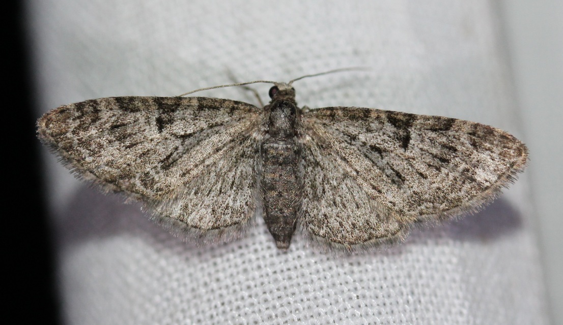 Eupithecia virgaureata - aranyvessző-törpearaszoló