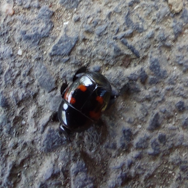 Hister quadrimaculatus - közönséges sutabogár