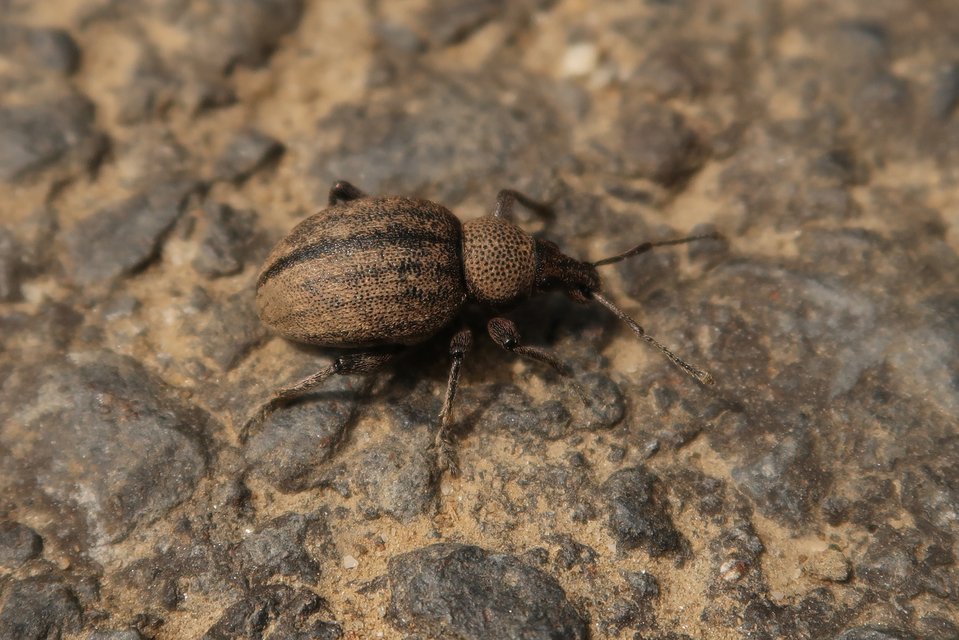 Otiorhynchus ligustici - vincellér-gyalogormányos