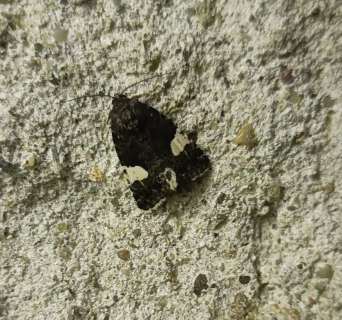 Tyta luctuosa - fekete nappalibagoly