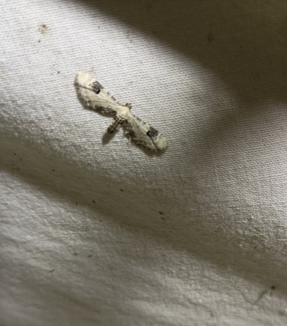 Eupithecia centaureata - búzavirág-törpearaszoló