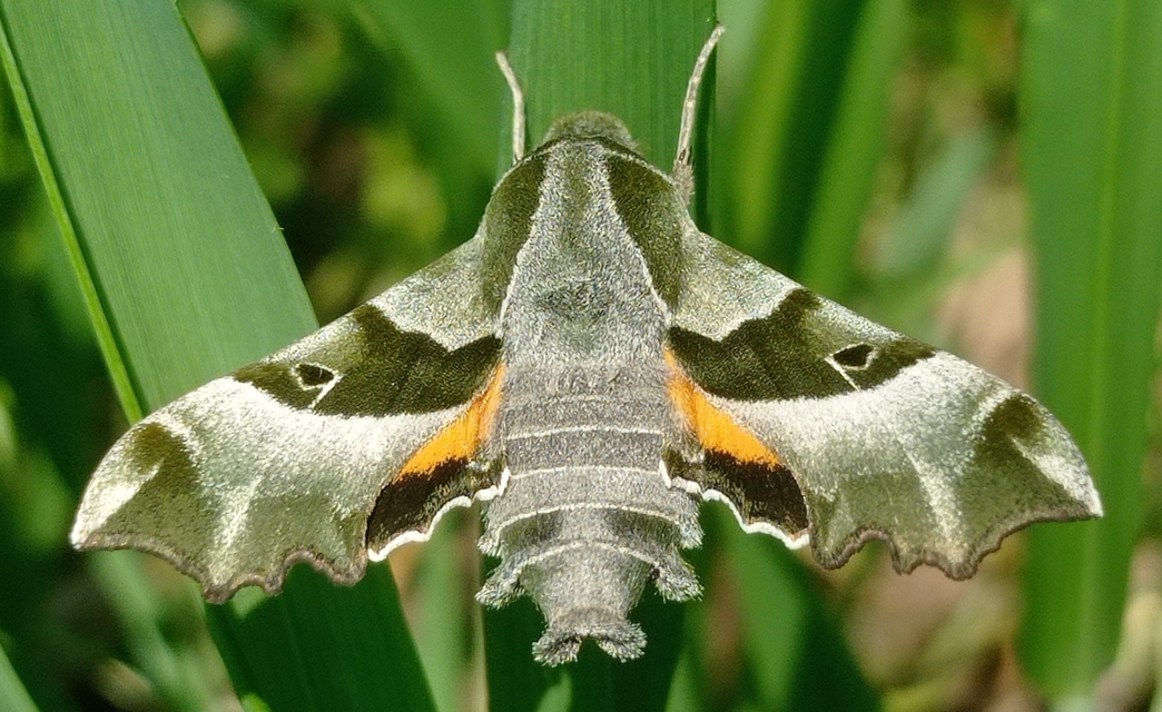 Proserpinus proserpina - törpeszender