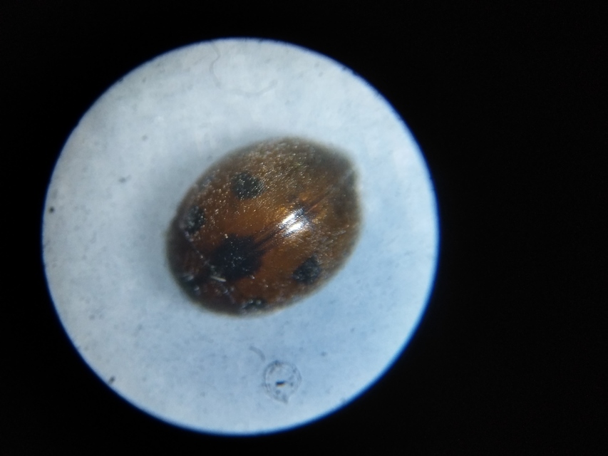 Cynegetis impunctata - pázsitfűböde
