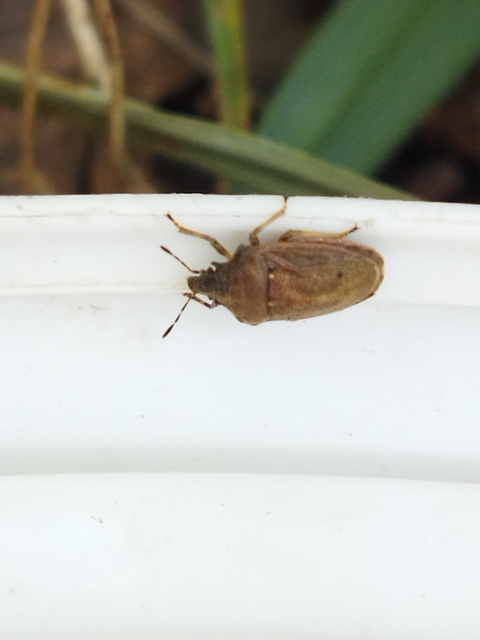 Podops Podops