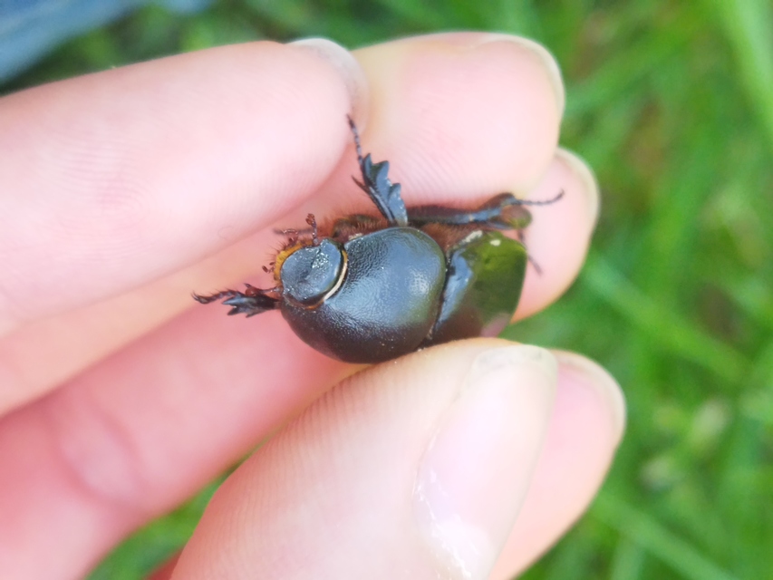 Pentodon idiota - butabogár