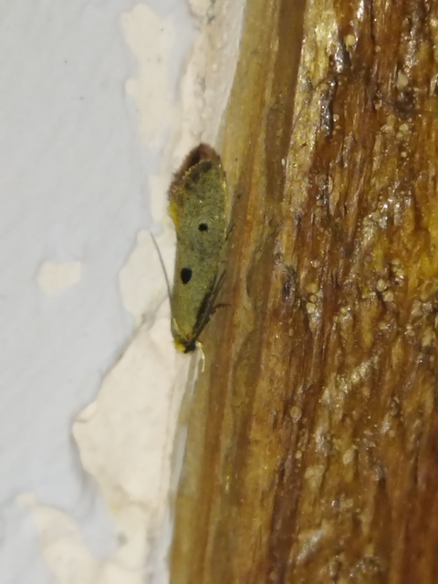 Tinea trinotella - hárompettyes fészekmoly