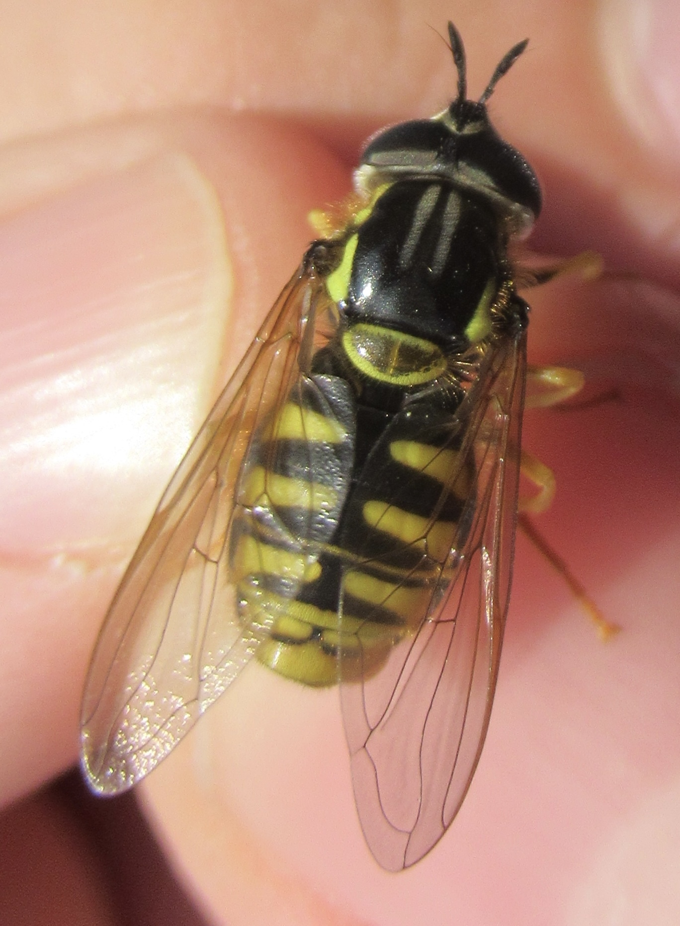 Chrysotoxum cautum - gyakori öveslégy