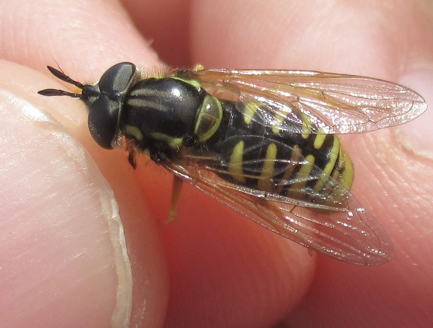 Chrysotoxum cautum - gyakori öveslégy