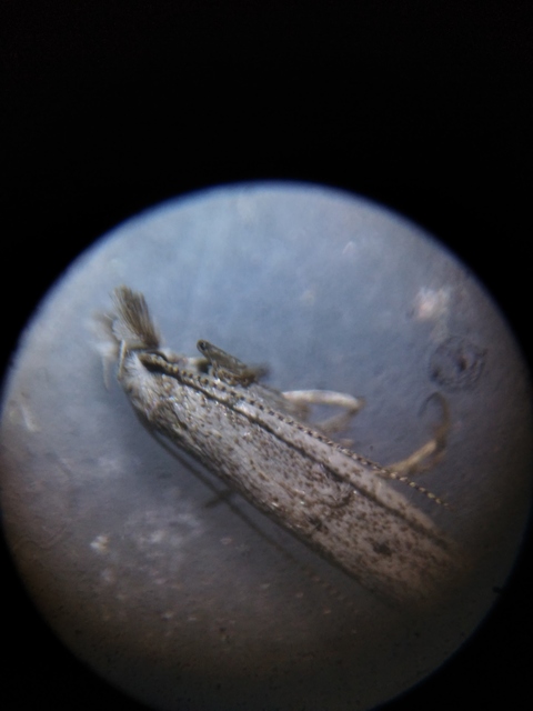 Megacraspedus imparellus - balkáni kopármoly