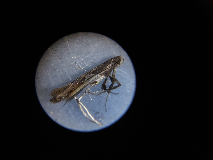 Caloptilia fidella - komlógöngyölő keskenymoly