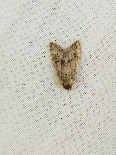 Nola cicatricalis - szürke pamacsosszövő
