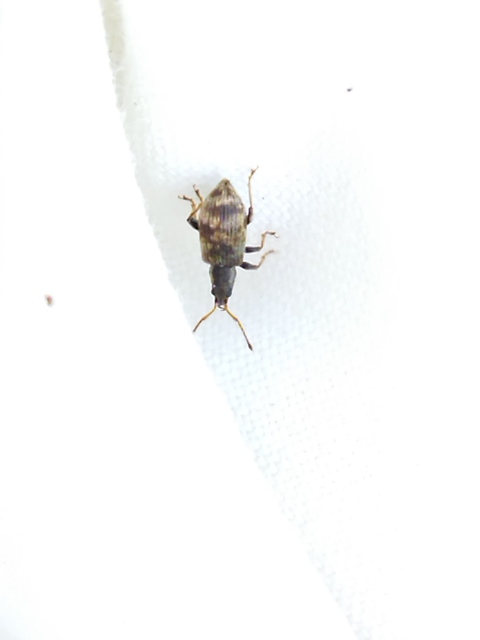 Oedecnemidius varius - tarka tölgyormányos