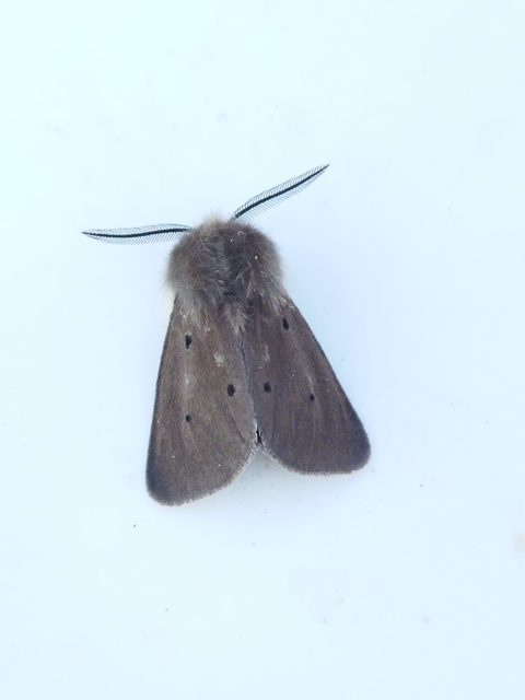 Diaphora mendica - felemás medvelepke